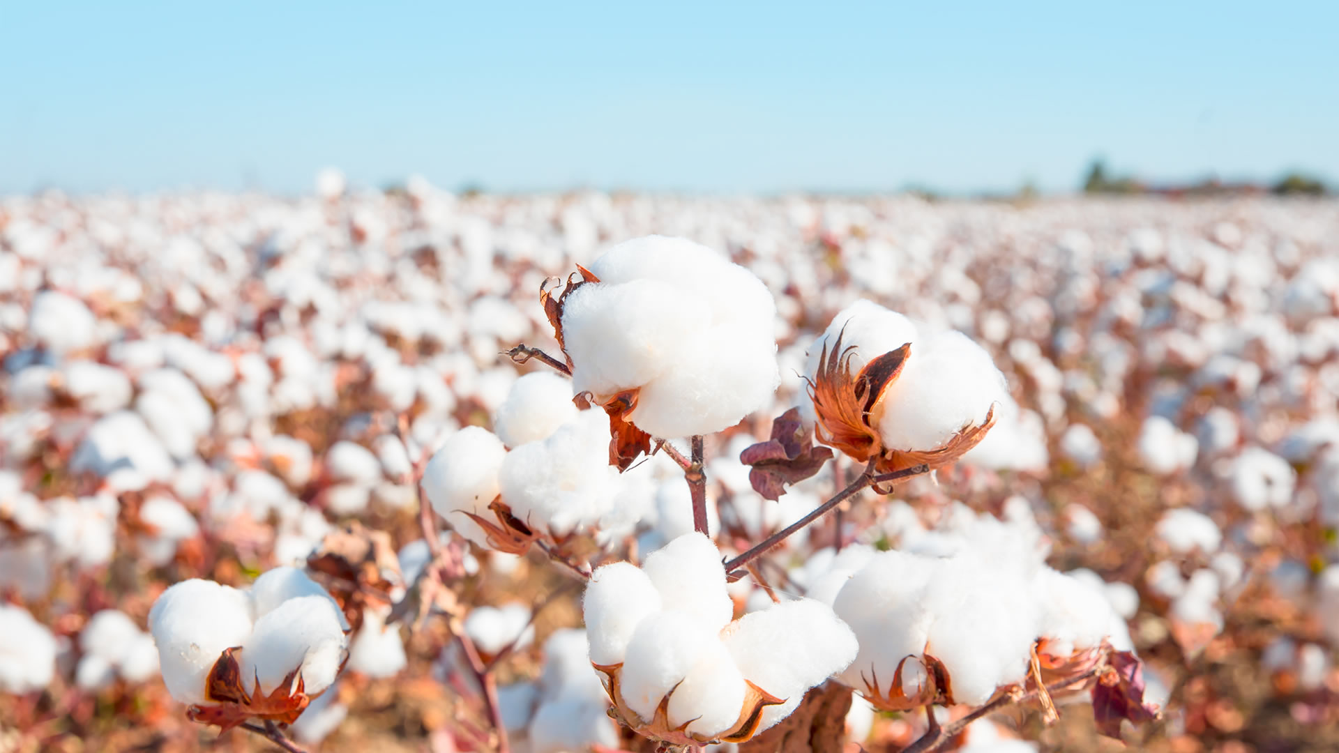 Cotton output hits record low in Pakistan’s history